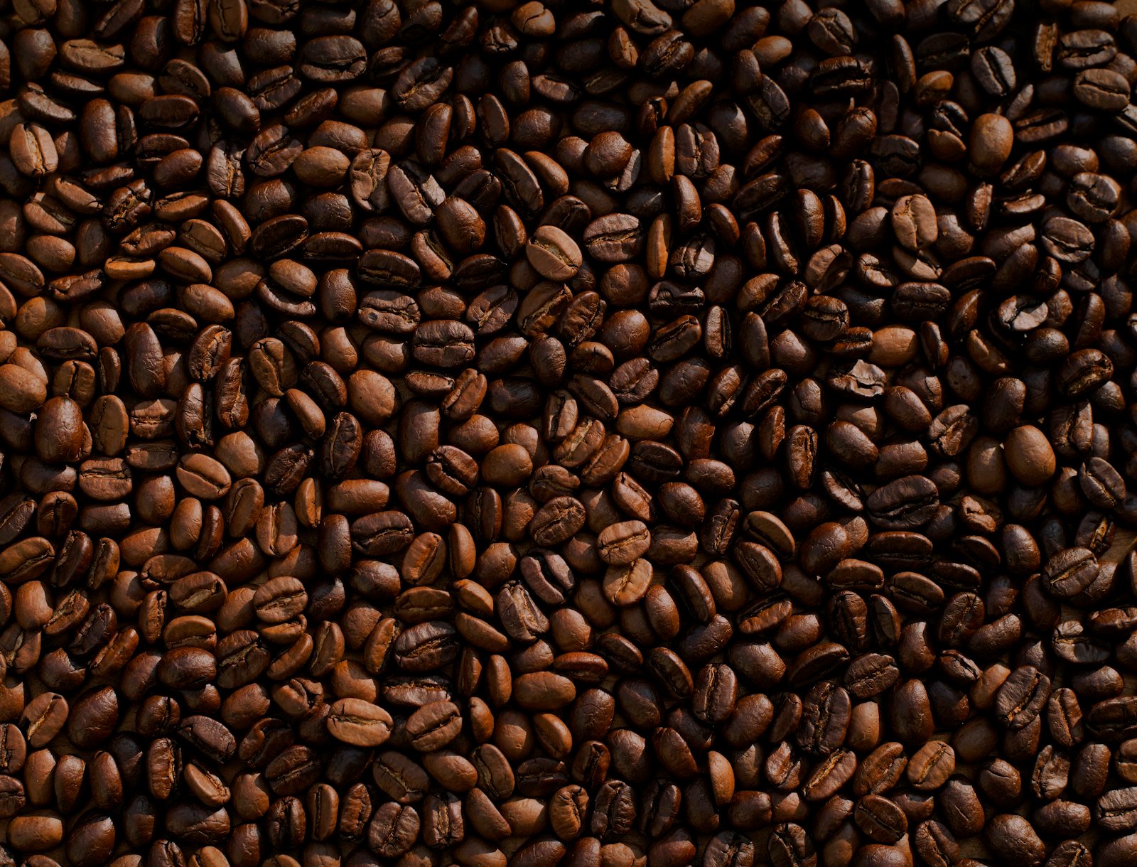 Petani kopi Temanggung memetik ceri kopi merah di kebun